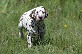 DALMATIEN 072